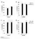 Fig. 09 - COMPOSITIONS AND METHODS THAT TARGET OLFACTORY RECEPTORS FOR REGULATION OF BREATHING