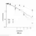 Fig. 06 - Compositions and methods for cancer therapy
