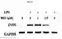 Fig. 06 - Composition comprising bio compound for treating cardiovascular disease