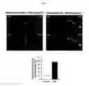 Fig. 07 - Composition comprising bio compound for treating cardiovascular disease