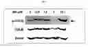 Fig. 08 - Composition comprising bio compound for treating cardiovascular disease