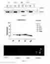 Fig. 02 - Methods and pharmaceutical compositions for the treatment of myelodysplastic syndromes