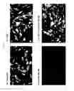 Fig. 09 - Hydroxypyridone derivatives, pharmaceutical compositions thereof, and their therapeutic use for treating inflammatory, neurodegenerative, or immune-mediated diseases