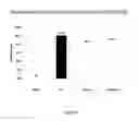 Fig. 15 - 2,4-disubstituted pyrimidines useful as kinase inhibitors