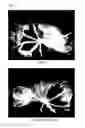 Fig. 08 - Therapeutic agent for ocular fundus disease