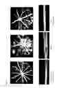 Fig. 11 - Therapeutic agent for ocular fundus disease