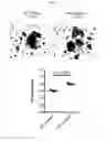 Fig. 06 - β-glucan methods and compositions that affect the tumor microenvironment
