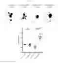 Fig. 08 - β-glucan methods and compositions that affect the tumor microenvironment