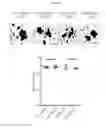 Fig. 09 - β-glucan methods and compositions that affect the tumor microenvironment