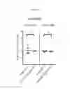 Fig. 20 - β-glucan methods and compositions that affect the tumor microenvironment