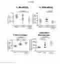Fig. 37 - β-glucan methods and compositions that affect the tumor microenvironment