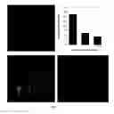 Fig. 05 - Lineage differentiation of encapsulated embryonic stem cells