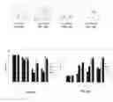 Fig. 12 - Lineage differentiation of encapsulated embryonic stem cells