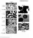 Fig. 19 - Lineage differentiation of encapsulated embryonic stem cells
