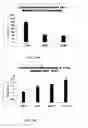 Fig. 20 - Lineage differentiation of encapsulated embryonic stem cells