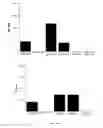Fig. 23 - Lineage differentiation of encapsulated embryonic stem cells