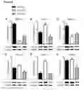 Fig. 05 - Compositions and methods for targeting nuclear import shuttles and treating inflammatory disorders