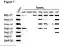 Fig. 08 - Compositions and methods for targeting nuclear import shuttles and treating inflammatory disorders