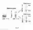 Fig. 08 - Methods and compositions for immunomodulation