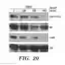 Fig. 20 - Methods and compositions for immunomodulation