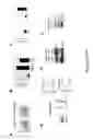 Fig. 27 - Methods and compositions for immunomodulation