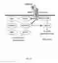 Fig. 34 - Methods and compositions for immunomodulation