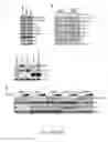 Fig. 35 - Methods and compositions for immunomodulation