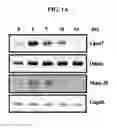 Fig. 02 - Use of CPNE7 for differentiating non-dental mesenchymal stem cells into odontoblasts, regenerating dental pulp and treating dentin hypersensitivity
