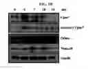Fig. 03 - Use of CPNE7 for differentiating non-dental mesenchymal stem cells into odontoblasts, regenerating dental pulp and treating dentin hypersensitivity