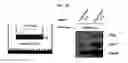 Fig. 06 - Use of CPNE7 for differentiating non-dental mesenchymal stem cells into odontoblasts, regenerating dental pulp and treating dentin hypersensitivity
