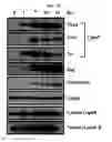 Fig. 09 - Use of CPNE7 for differentiating non-dental mesenchymal stem cells into odontoblasts, regenerating dental pulp and treating dentin hypersensitivity