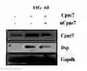 Fig. 11 - Use of CPNE7 for differentiating non-dental mesenchymal stem cells into odontoblasts, regenerating dental pulp and treating dentin hypersensitivity