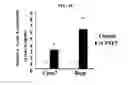 Fig. 12 - Use of CPNE7 for differentiating non-dental mesenchymal stem cells into odontoblasts, regenerating dental pulp and treating dentin hypersensitivity