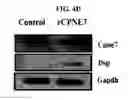 Fig. 13 - Use of CPNE7 for differentiating non-dental mesenchymal stem cells into odontoblasts, regenerating dental pulp and treating dentin hypersensitivity