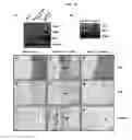 Fig. 20 - Use of CPNE7 for differentiating non-dental mesenchymal stem cells into odontoblasts, regenerating dental pulp and treating dentin hypersensitivity