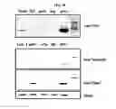 Fig. 23 - Use of CPNE7 for differentiating non-dental mesenchymal stem cells into odontoblasts, regenerating dental pulp and treating dentin hypersensitivity