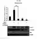 Fig. 24 - Use of CPNE7 for differentiating non-dental mesenchymal stem cells into odontoblasts, regenerating dental pulp and treating dentin hypersensitivity