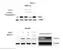 Fig. 26 - Use of CPNE7 for differentiating non-dental mesenchymal stem cells into odontoblasts, regenerating dental pulp and treating dentin hypersensitivity