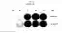 Fig. 27 - Use of CPNE7 for differentiating non-dental mesenchymal stem cells into odontoblasts, regenerating dental pulp and treating dentin hypersensitivity