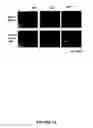 Fig. 07 - Compounds and methods for trans-membrane delivery of molecules