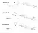 Fig. 23 - Compounds and methods for trans-membrane delivery of molecules