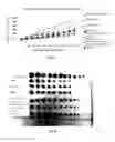 Fig. 11 - POLYETHYLENE GLYCOL-MODIFIED INTEGRIN BLOCKER HM-3 AND USE THEREOF