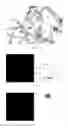 Fig. 02 - Bio-artificial periosteum based on micropatterning of biomimetic mineralized calcium-phosphorus nanoparticles and method for manufacturing the same