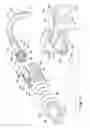 Fig. 09 - Ventilator to tracheotomy tube coupling