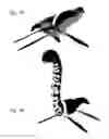 Fig. 28 - Assembly-type evolutionary game system