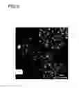 Fig. 09 - Process for the production of a carbon supported catalyst
