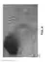 Fig. 07 - METHOD FOR MANUFACTURING A POROUS METAL MATERIAL FOR BIOMEDICAL APPLICATIONS AND MATERIAL OBTAINED BY SAID METHOD