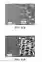 Fig. 22 - Femtosecond laser pulse surface structuring methods and materials resulting therefrom