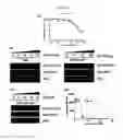 Fig. 17 - Sulfonamide compounds and their use as STAT5 inhibitors