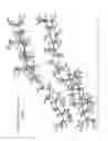Fig. 02 - Cocrystals of progesterone